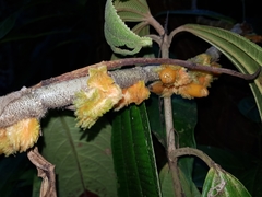 Columnea florida