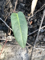 Hardenbergia violacea
