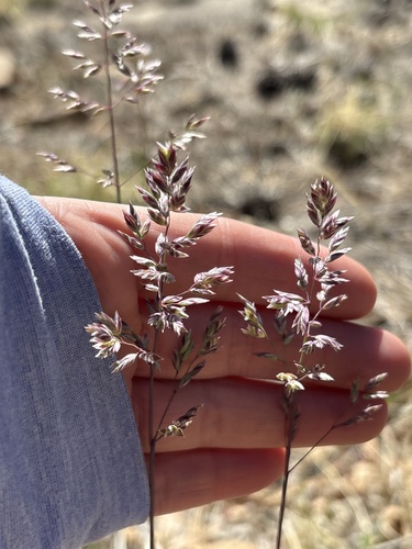 Poa fendleriana observed 2026-04-12