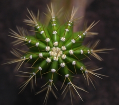 Coleocephalocereus fluminensis
