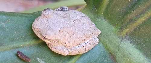 Cope's Gray Tree Frog observed by navydad4