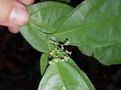 Euonymus costaricensis