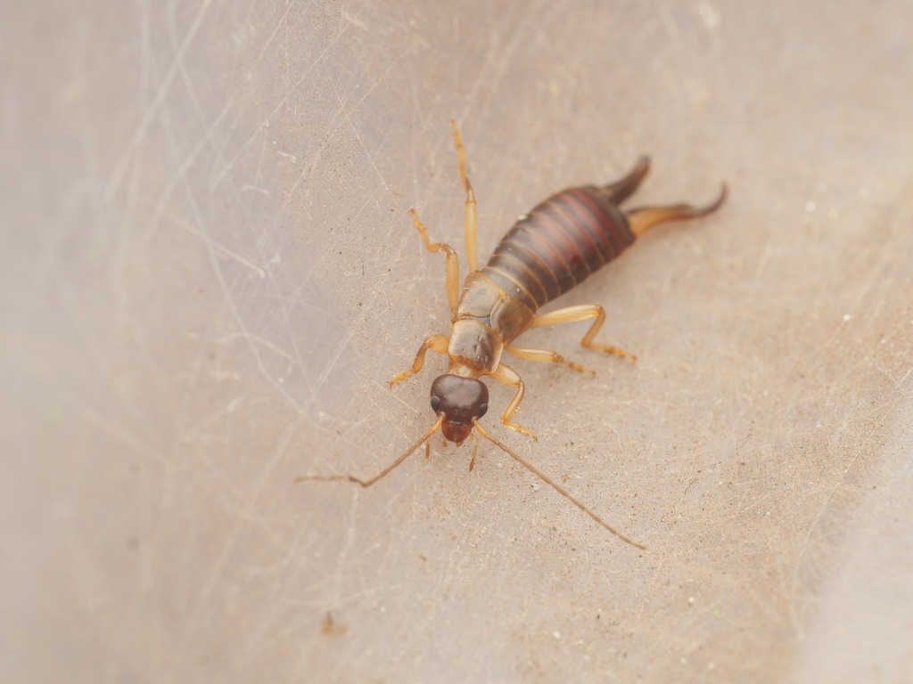 Guanchia uxoris