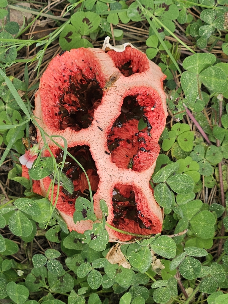 Clathrus ruber · April 2026 · photo: © alg2115 (iNaturalist, cc-by-sa)
