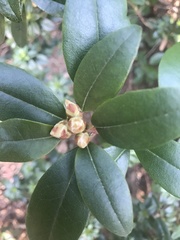 Buxus sempervirens