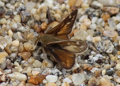 Hesperia metea
