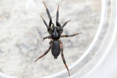 Drassyllus