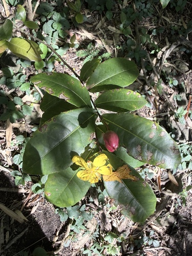 Ochna thomasiana observed 2026-04-17