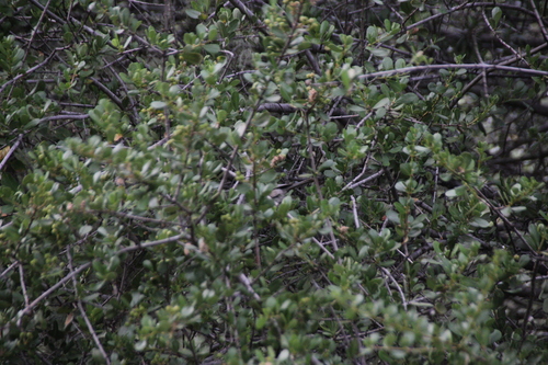 iNaturalist observation photo of Bushtit