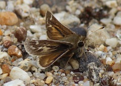 Hesperia metea