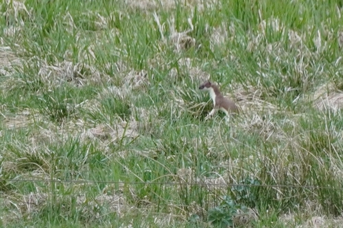 Hermelin observed by eilert1