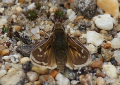 Hesperia metea
