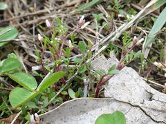 Planodes virginicum