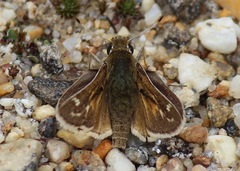 Hesperia metea