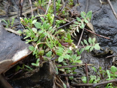 Planodes virginicum