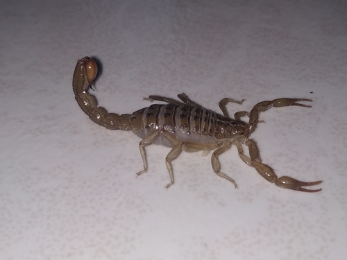 Mesomexovis punctatus