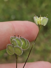Biscutella didyma, photograph (c) Alessia Guggisberg, some rights reserved (CC BY-SA)