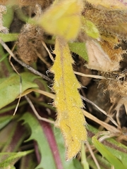 Biscutella didyma, photograph (c) Alessia Guggisberg, some rights reserved (CC BY-SA)
