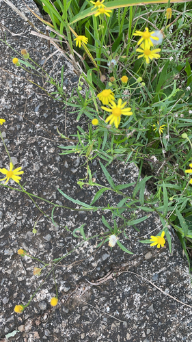 Senecio madagascariensis observed 2026-04-17