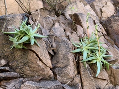 Dudleya saxosa collomiae