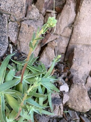 Dudleya saxosa collomiae