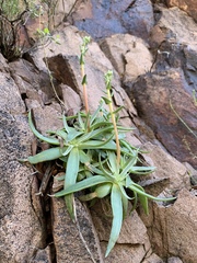 Dudleya saxosa collomiae