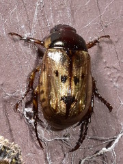 Anomala undulata