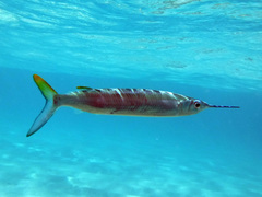 Hemiramphus brasiliensis