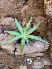 Dudleya saxosa collomiae