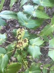 Berberis × hortensis