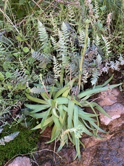Dudleya saxosa collomiae