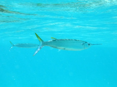Hemiramphus brasiliensis