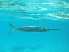Hemiramphus brasiliensis