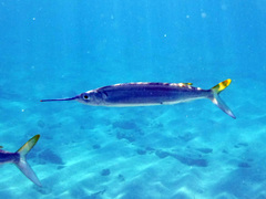Hemiramphus brasiliensis