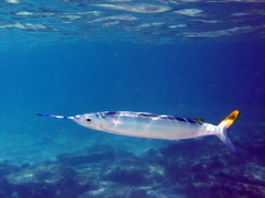 Hemiramphus brasiliensis