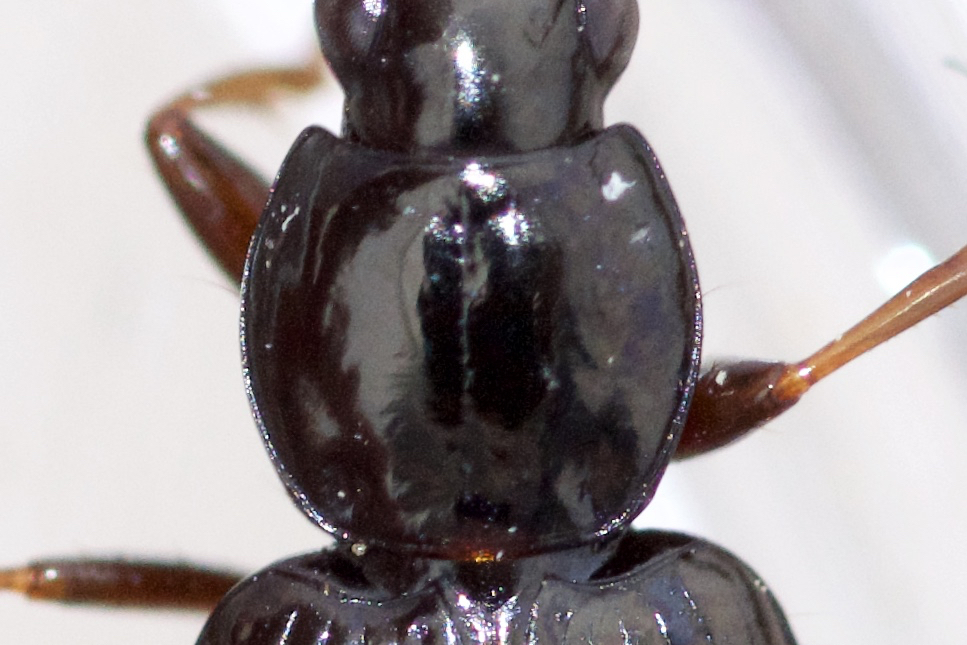 Punctiform Harp Ground Beetle