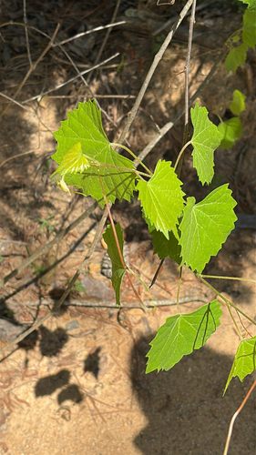 muscadine