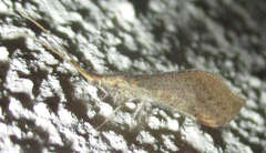 Berothidae