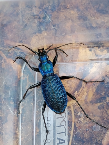 Blue Ground Beetle
