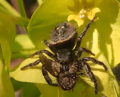 Johnson's Jumping Spider, Galiano Island, BC V0N 1P0, Canada, photo 9 of 10