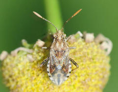 Stictopleurus punctiventris