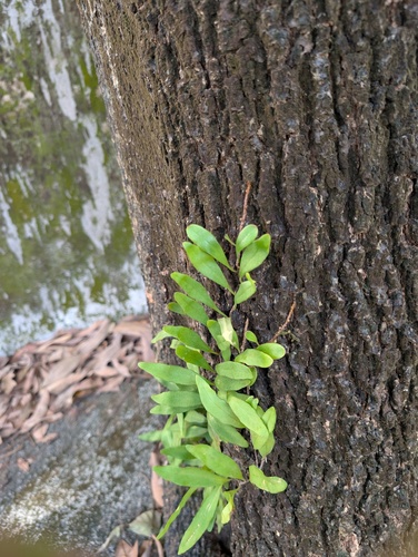 Pyrrosia adnascens, photograph 2
