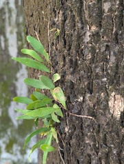 Pyrrosia adnascens