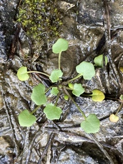 Leavenworthia