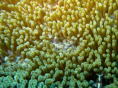 Ancylomenes holthuisi