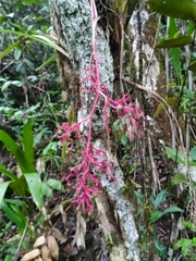 Miniature bamboo palm (Araeococcus micranthus)