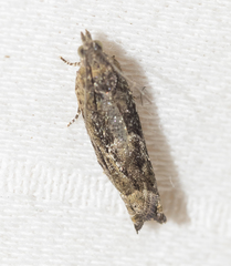 Epiblema abruptana