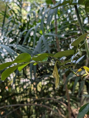 Dalbergia benthamii, photograph 2