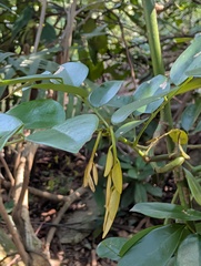 Dalbergia benthamii, photograph (c) Denys Vynokurov, some rights reserved (CC BY)