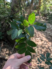 Dalbergia benthamii